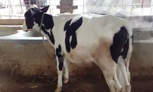 Buy a high-quality heifer, number 1332, without hesitation.