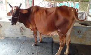 ১৩৩৩ নং ৯৯% গ্যারান্টি গাভী কিনুন ।