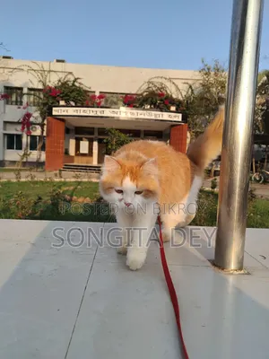 1+ Year Female Purebred Persian