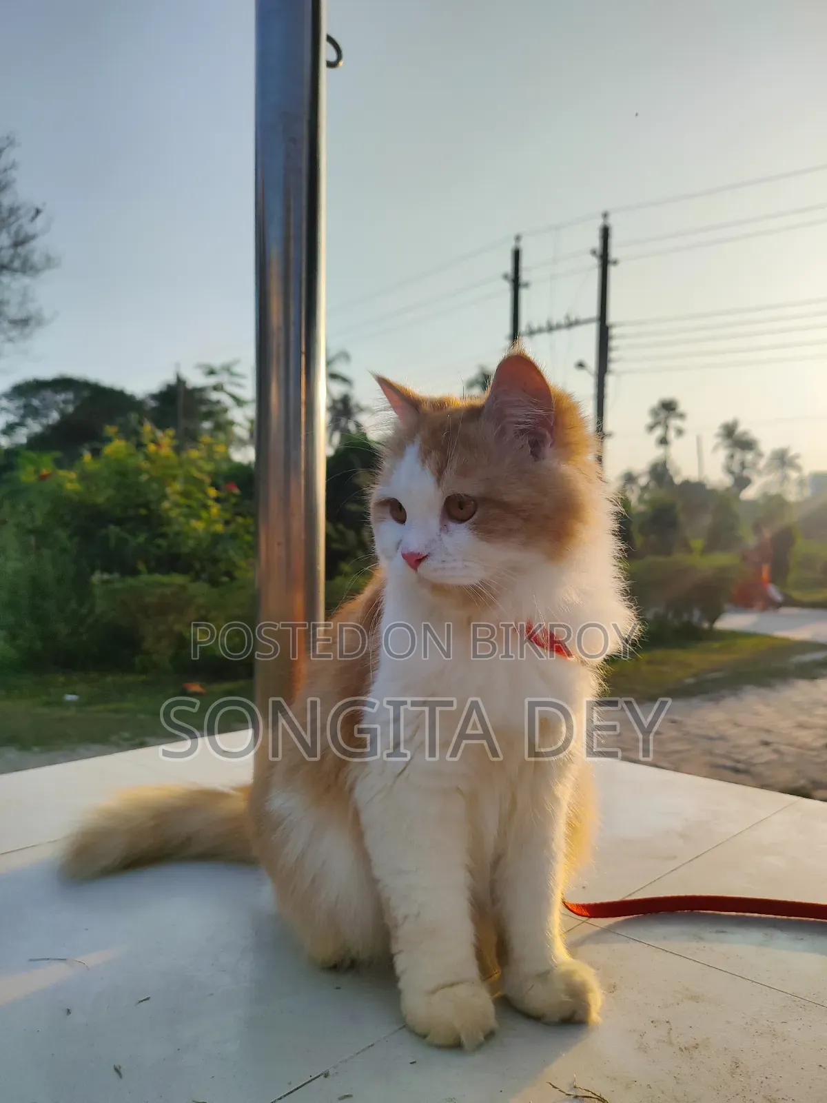 1+ Year Female Purebred Persian