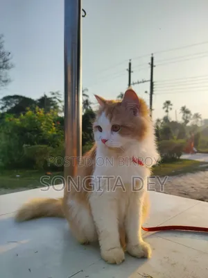 1+ Year Female Purebred Persian