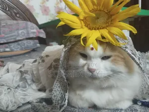 1+ Year Female Purebred Persian