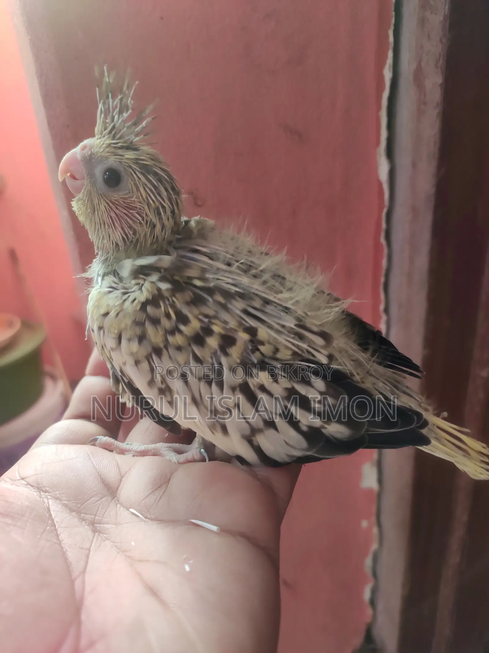 Cockatiel Tame Size Baby