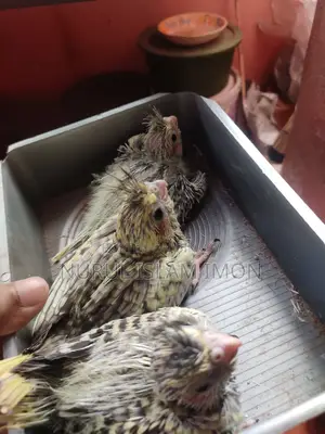 Cockatiel Tame Size Baby