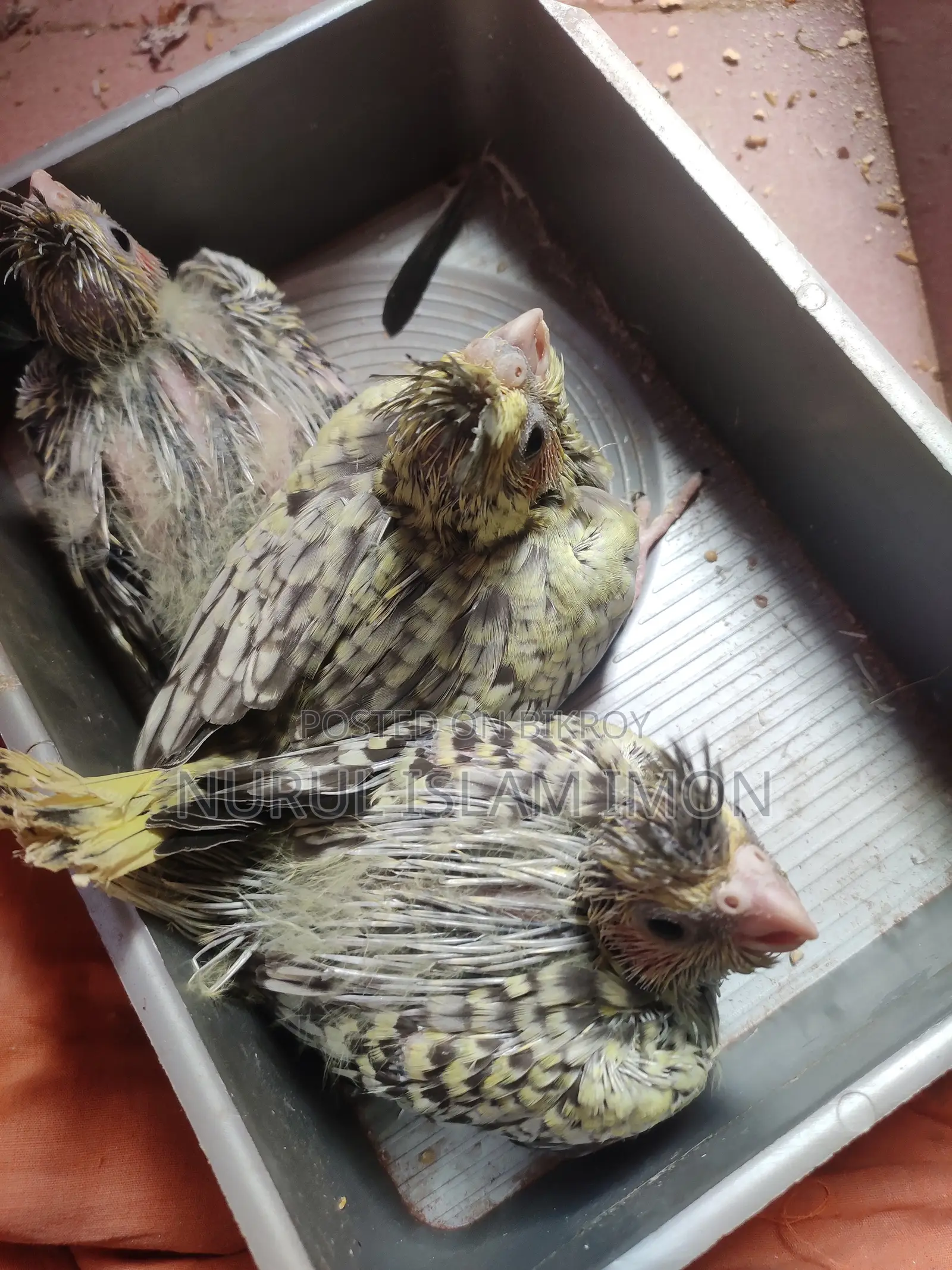 Cockatiel Tame Size Baby