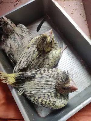 Cockatiel Tame Size Baby