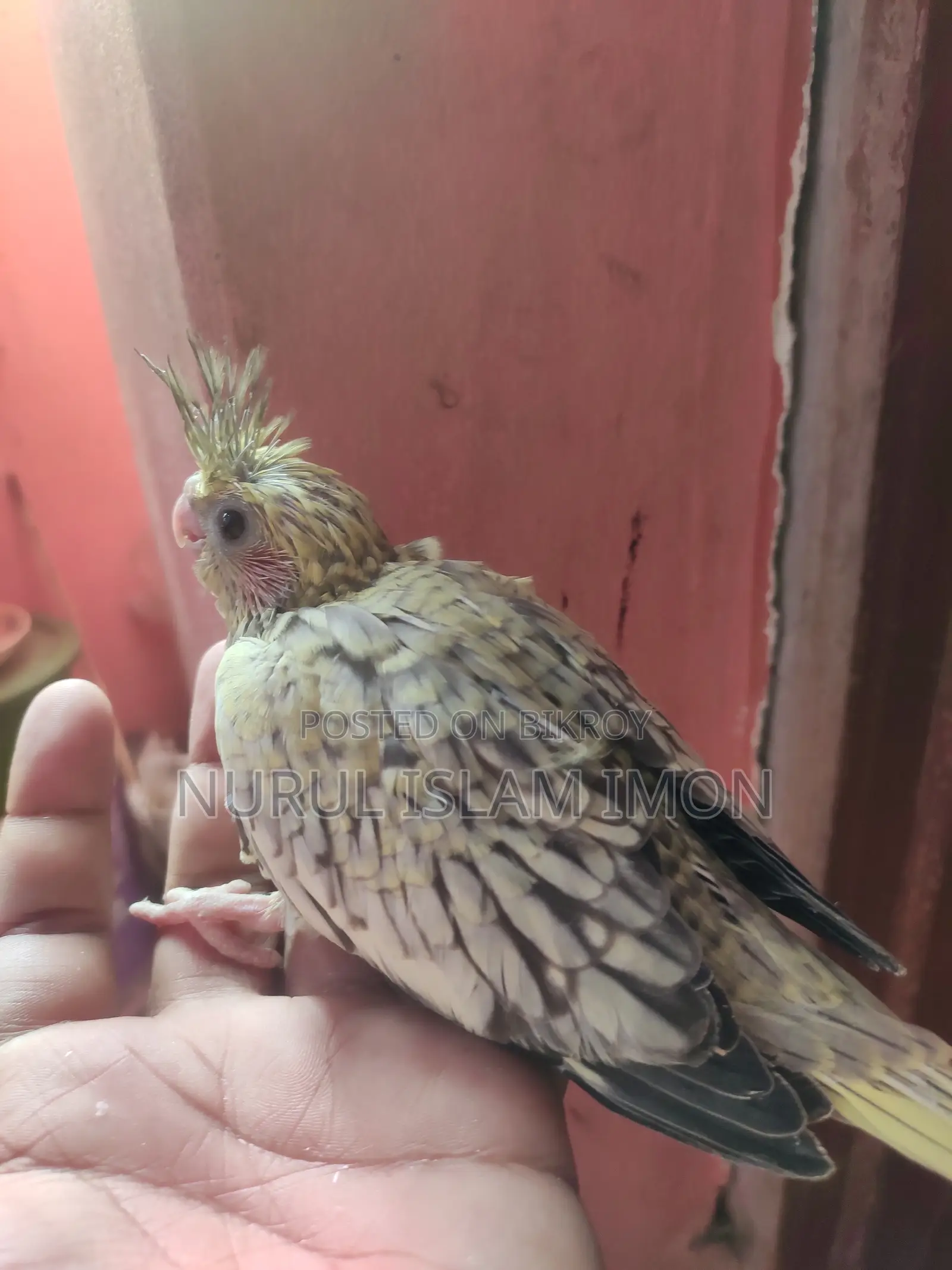 Cockatiel Tame Size Baby
