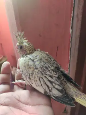Cockatiel Tame Size Baby