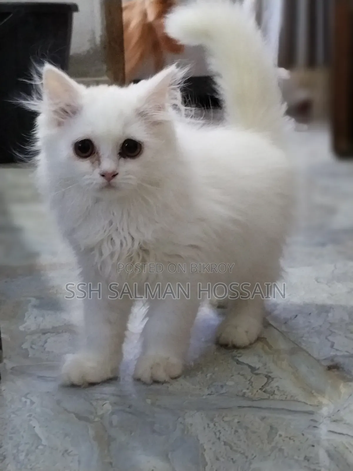 3-6 Months Male Purebred Persian