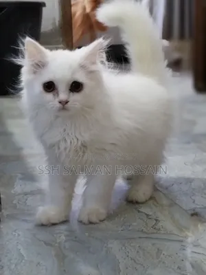 3-6 Months Male Purebred Persian