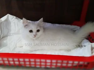 3-6 Months Male Purebred Persian