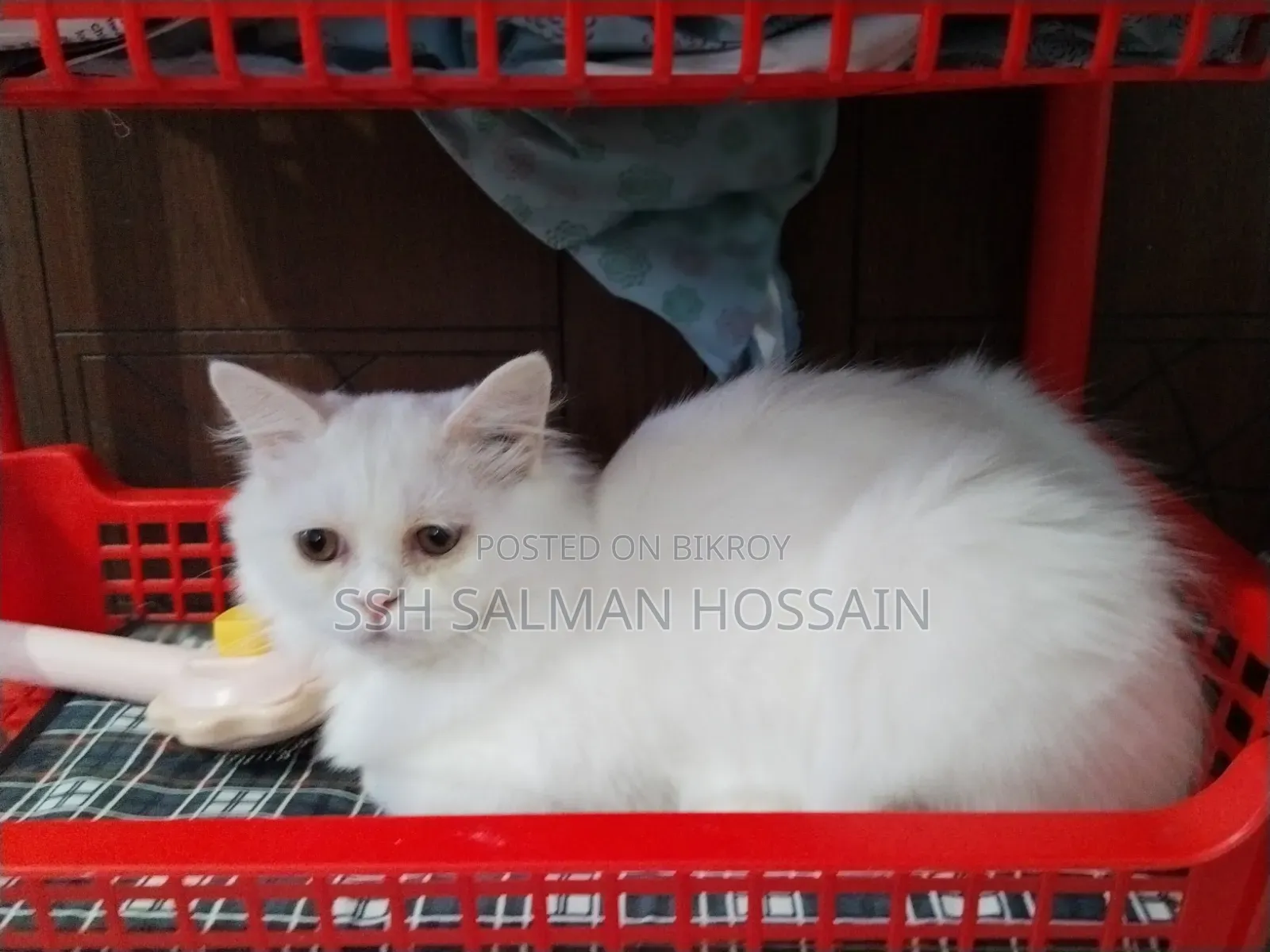 3-6 Months Male Purebred Persian
