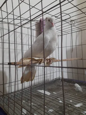 Running Pigeon