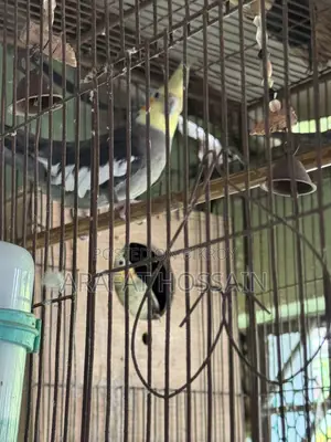 Cockatiel Bird