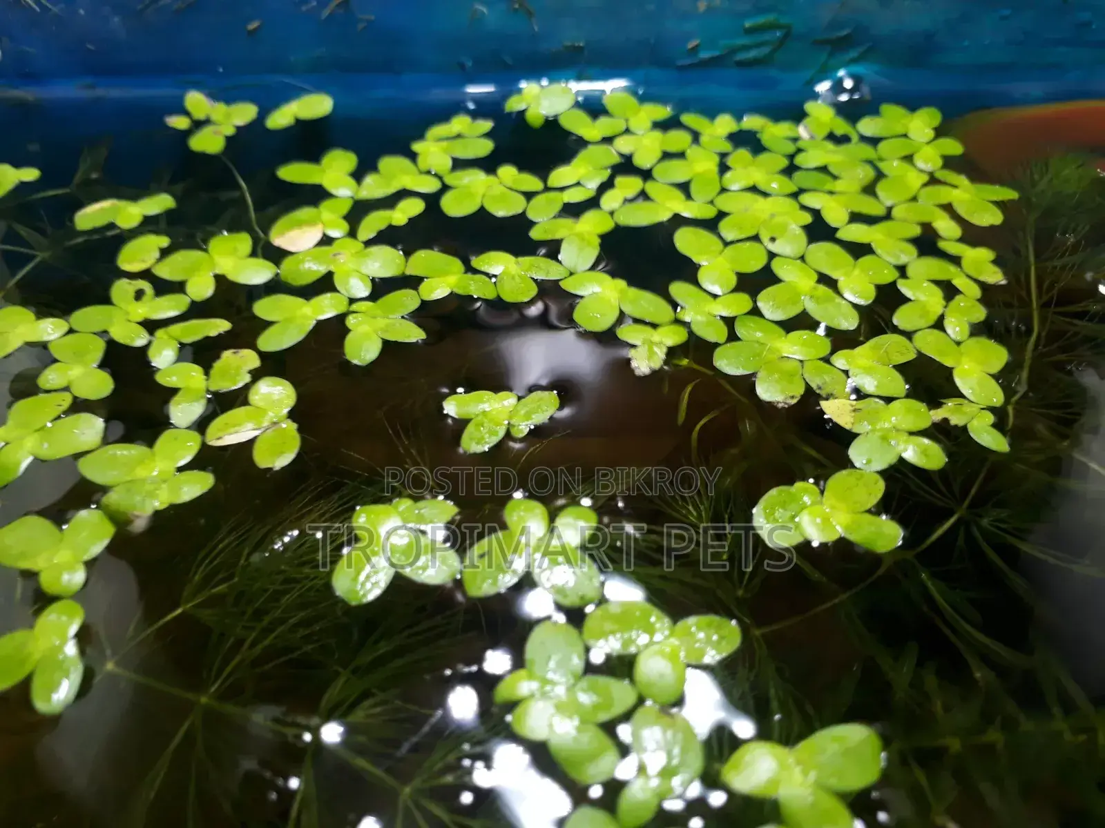Giant Duckweed(Spirodela) for Aquarium. 50 Piece.