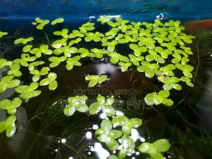 Giant Duckweed(Spirodela) for Aquarium. 50 Piece.