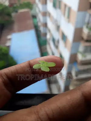 Giant Duckweed(Spirodela) for Aquarium. 50 Piece.