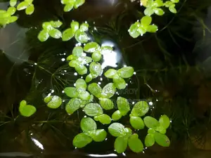 Giant Duckweed(Spirodela) for Aquarium. 50 Piece.