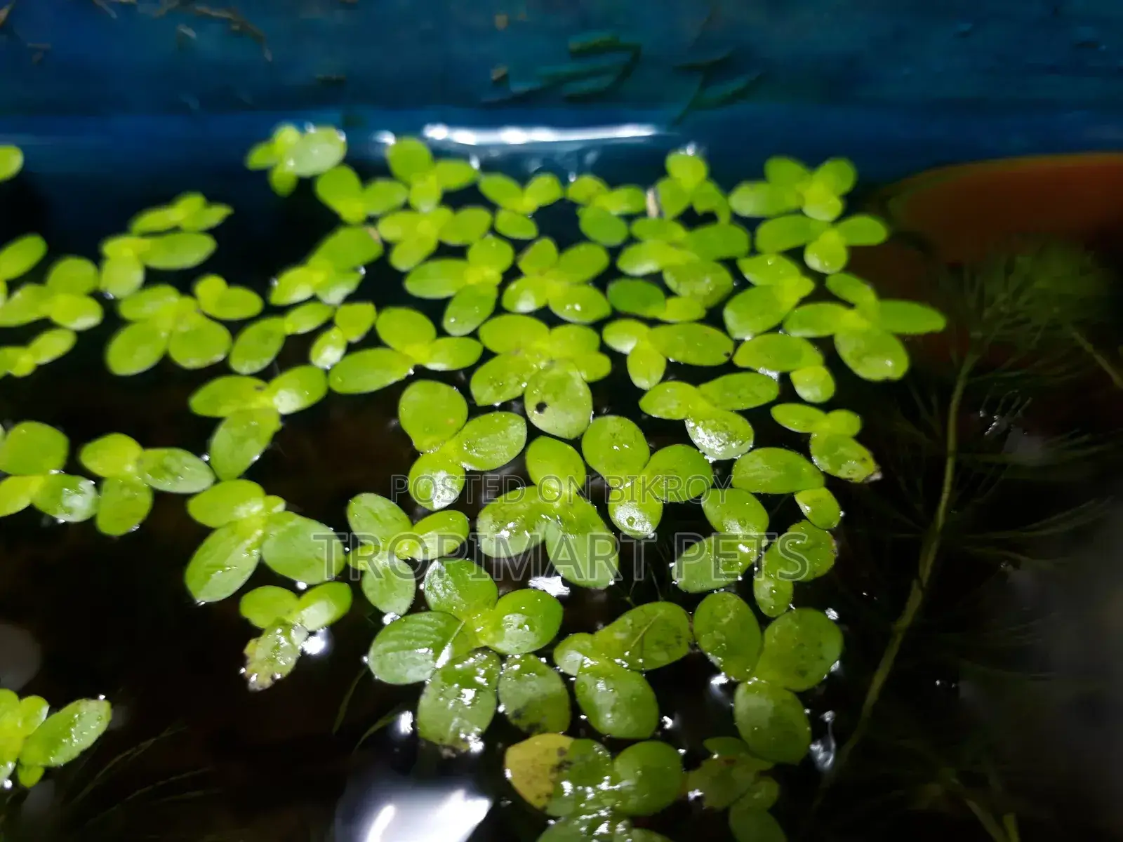 Giant Duckweed(Spirodela) for Aquarium. 50 Piece.