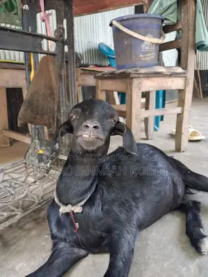 তাজা, হৃষ্টপুষ্ট বিটল জাতের ছাগল বিক্রি |