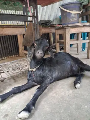 তাজা, হৃষ্টপুষ্ট বিটল জাতের ছাগল বিক্রি |