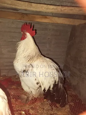 ব্রাহমা মুরগির বিজ ডিম
