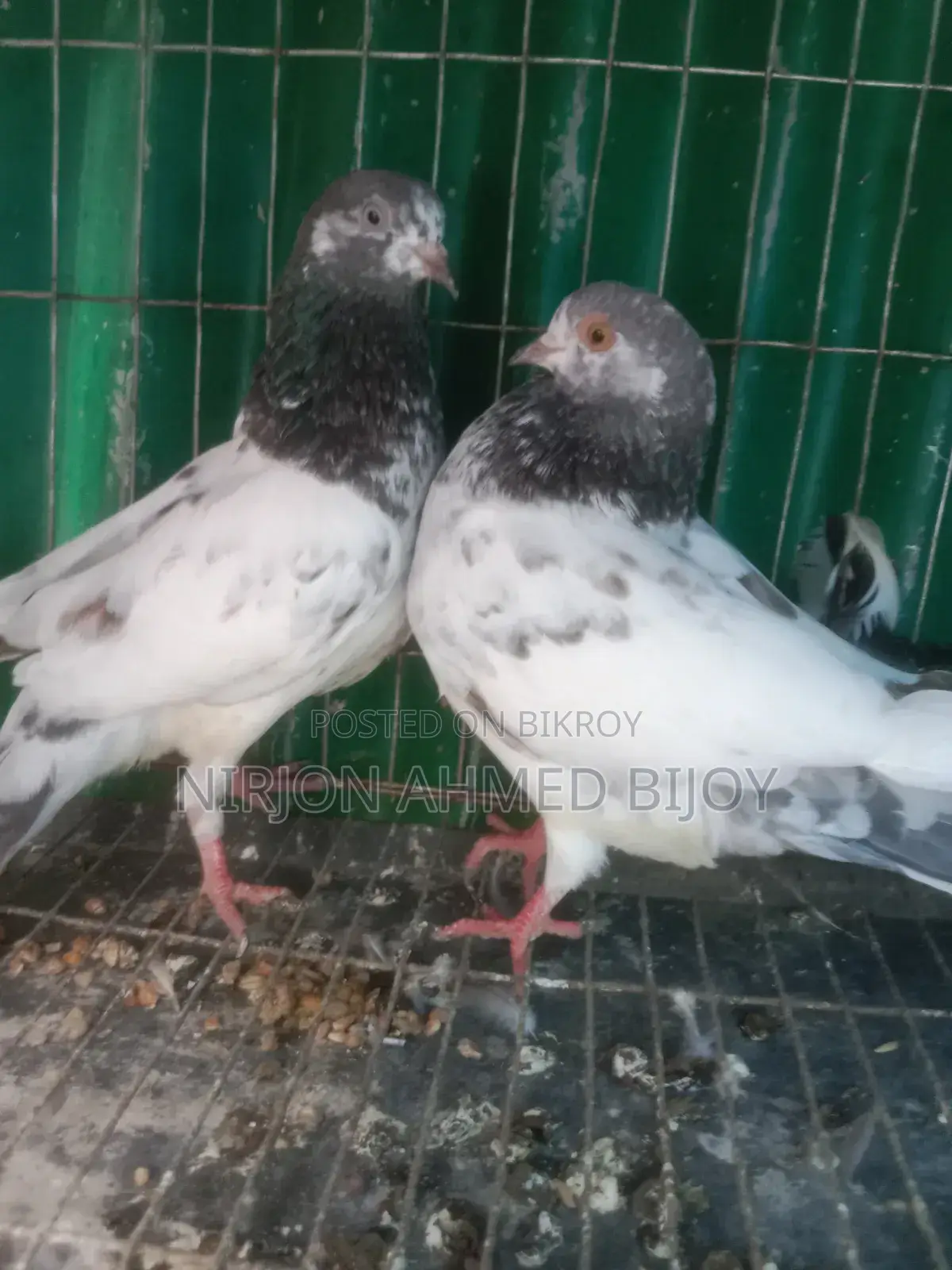 এক জোড়া গিরিবাজ নিউ অ্যাডাল্ট বিক্রি করব