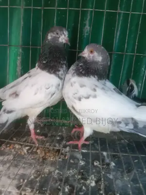এক জোড়া গিরিবাজ নিউ অ্যাডাল্ট বিক্রি করব
