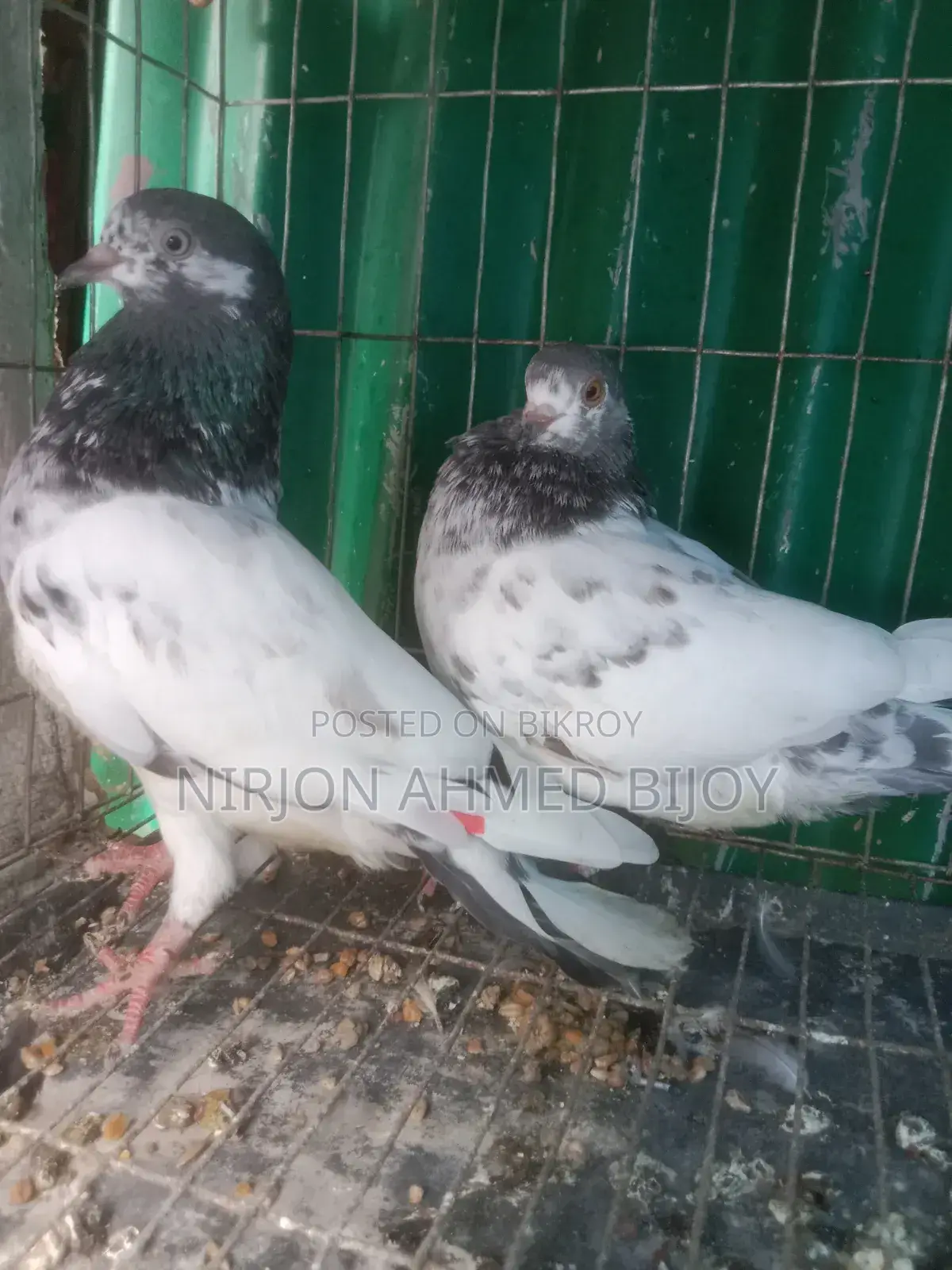এক জোড়া গিরিবাজ নিউ অ্যাডাল্ট বিক্রি করব