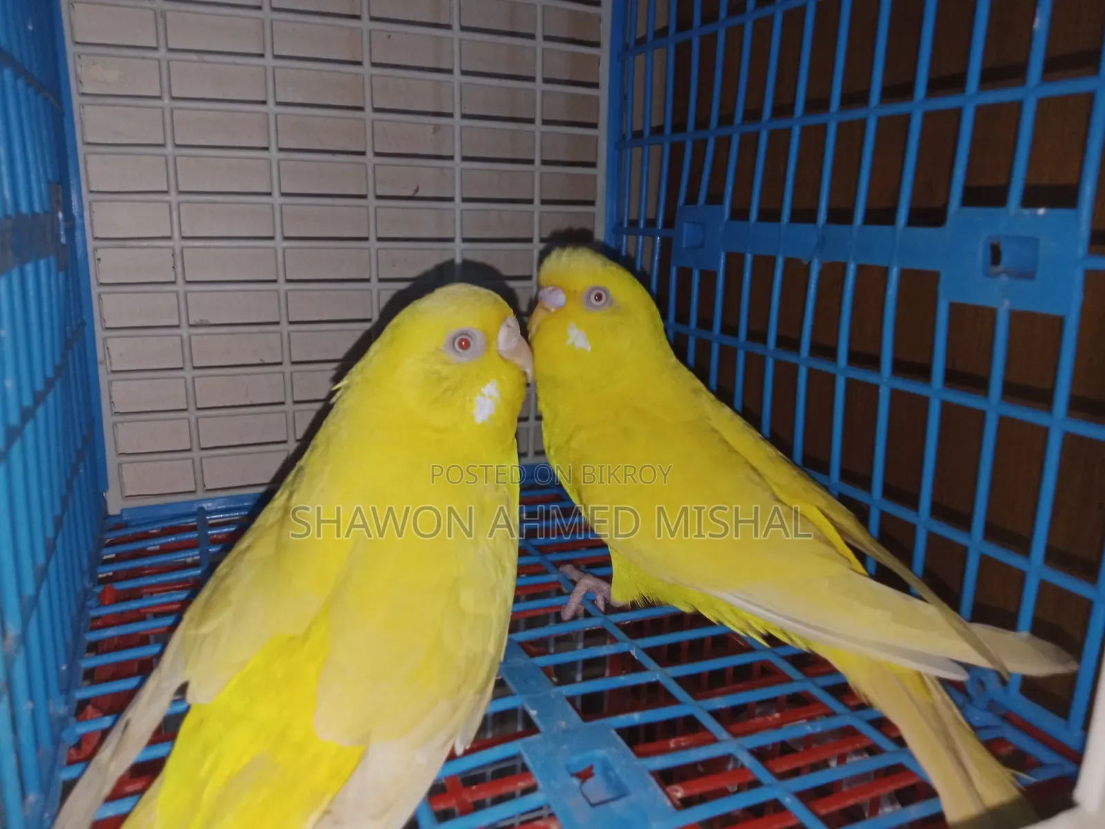 রেড আই রানিং পেয়ার লুটিনো