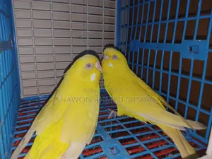 রেড আই রানিং পেয়ার লুটিনো