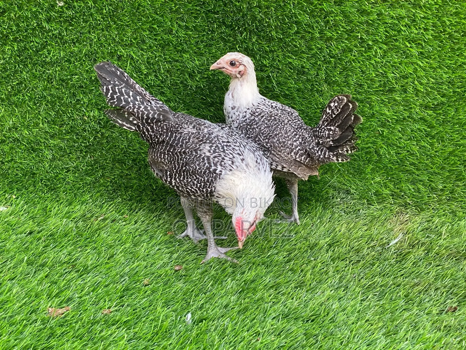 অরিজিনাল ফাওমি মুরগির বাচ্চা