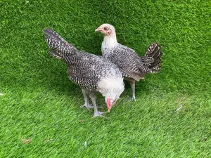 Original Fayoumi Chicken Chicks