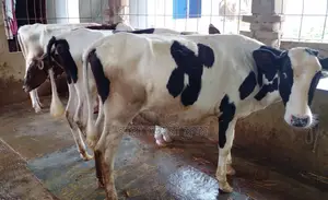 Buy 4 selected heifers no. 1334 at a low price.