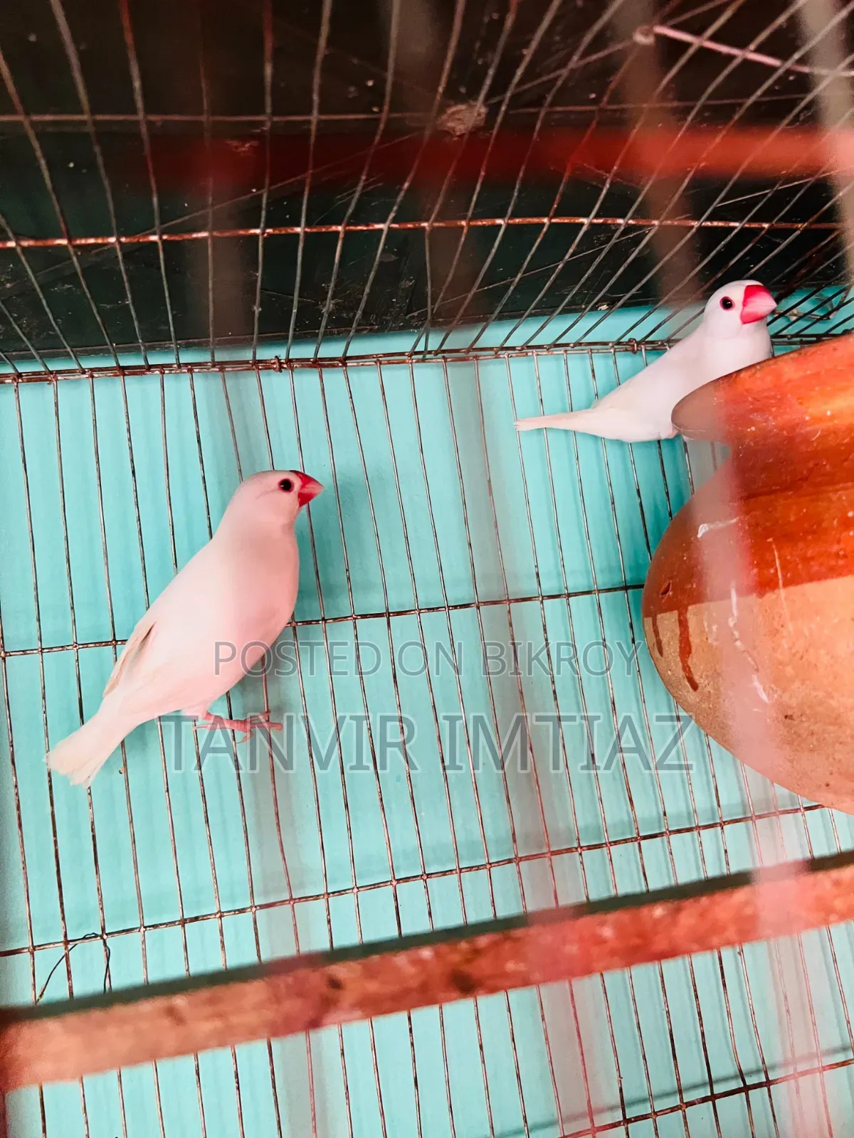 Java Finch, both are male birds