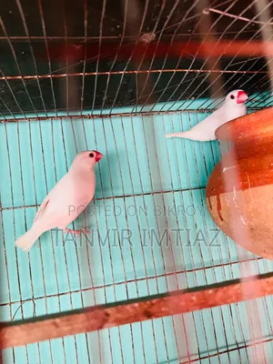 Java Finch, both are male birds