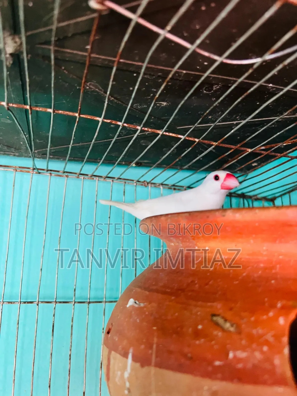Java Finch, both are male birds