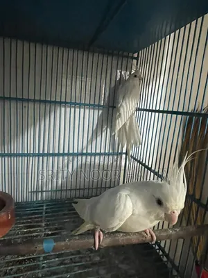 Cockatiel Bird