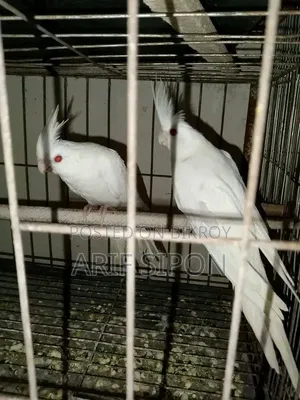 Cockatiel/Conure running master pair for sale