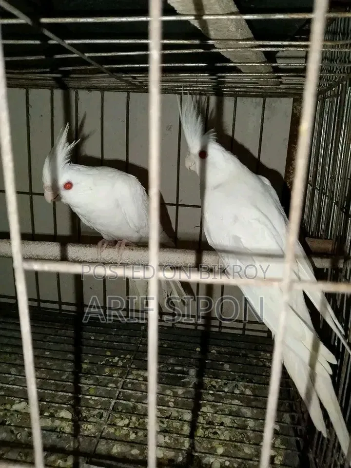 Cockatiel/Conure running master pair for sale
