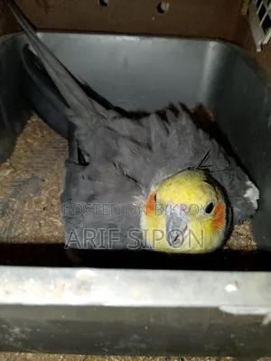 Cockatiel/Conure running master pair for sale