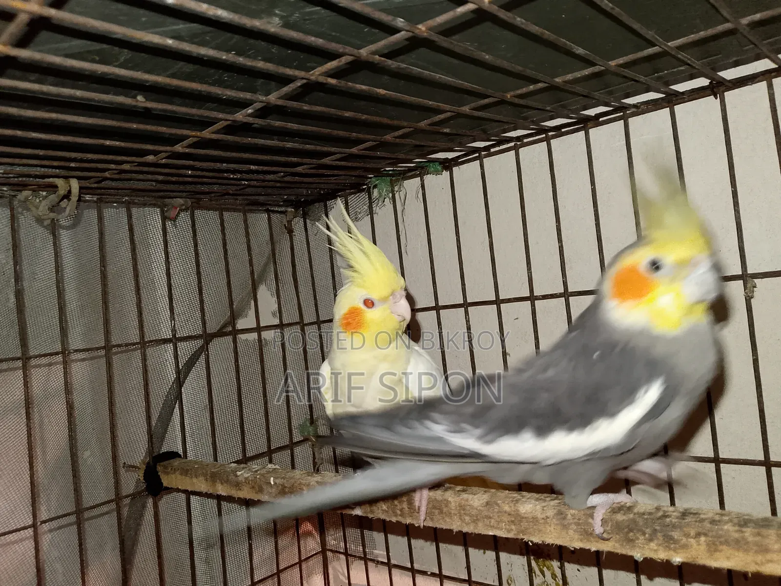 Cockatiel/Conure running master pair for sale
