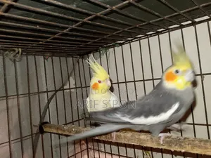 Cockatiel/Conure running master pair for sale