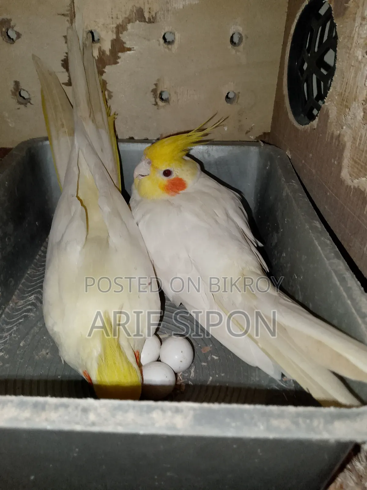 Cockatiel/Conure running master pair for sale