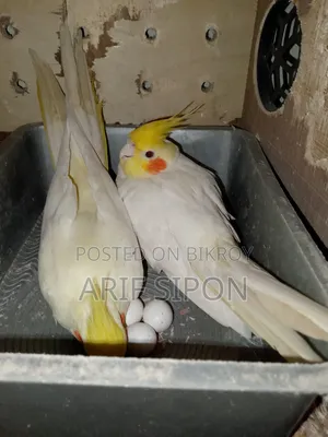 Cockatiel/Conure running master pair for sale
