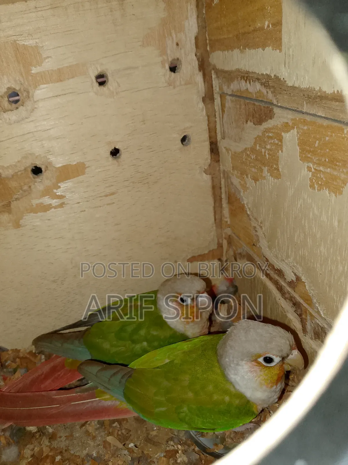 Cockatiel/Conure running master pair for sale