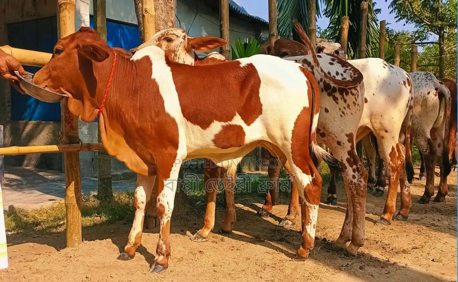 1335 No. 4 bull calves for sale.