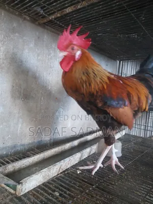 দেশি মোরগ বিক্রি হবে