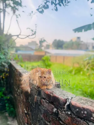 1+ year Male Purebred Persian