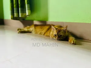 ১+ বছরের পুরুষ বিশুদ্ধ পার্সিয়ান বিড়াল